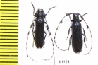 Agapanthia amurensis  Russia, Far East - INSECTS-STORE.RU