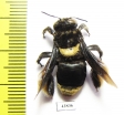 Hymenoptera sp.  Colombia - INSECTS-STORE.RU