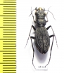 Dromica sp., female  South Africa Rep. - INSECTS-STORE.RU