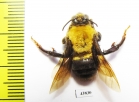 Hymenoptera sp.  Colombia - INSECTS-STORE.RU