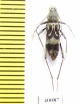 Chlorophorus motschulskyi  Russia, Far East - INSECTS-STORE.RU