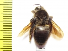 Hymenoptera sp.  Colombia - INSECTS-STORE.RU