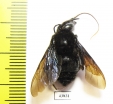 Hymenoptera sp.  Colombia - INSECTS-STORE.RU