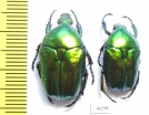 Protaetia affinis  Russia, Voronezh reg. - INSECTS-STORE.RU