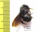 Hymenoptera sp.  Peru - INSECTS-STORE.RU