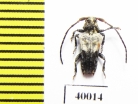 Pogonocherus dimidiatus  Russia, Far East - INSECTS-STORE.RU