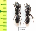 Formicidae sp.  South Africa Rep. - INSECTS-STORE.RU