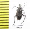 Euracmaeops septentrionis  Russia, Far East - INSECTS-STORE.RU