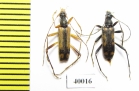 Pidonia amurensis  Russia, Far East - INSECTS-STORE.RU