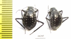 Adesmia gebleri  Kazakhstan - INSECTS-STORE.RU
