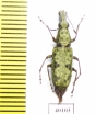 Anthribidae sp.  French Guiana - INSECTS-STORE.RU