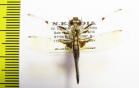 Odonata sp.  India, Meghalaya - INSECTS-STORE.RU