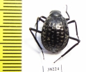 Adesmia gebleri  Kazakhstan - INSECTS-STORE.RU