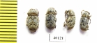 Anthribidae sp.  French Guiana - INSECTS-STORE.RU