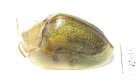Chrysomelidae sp.  South Africa Rep. - INSECTS-STORE.RU
