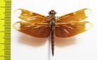 Odonata sp.  India, Assam - INSECTS-STORE.RU