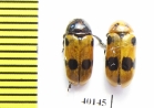 Chrysomelidae sp.  Iran, Lorestan prov. - INSECTS-STORE.RU
