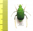Tibiotrichius miwai  Taiwan - INSECTS-STORE.RU