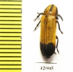 Cleridae sp.  South Africa Rep. - INSECTS-STORE.RU