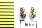 Chrysomelidae sp.  Uzbekistan - INSECTS-STORE.RU