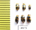 Chrysomelidae sp.  China, Yunnan prov. - INSECTS-STORE.RU