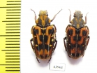 Euselates proxima, pair  Taiwan - INSECTS-STORE.RU