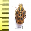 Euselates proxima  Taiwan - INSECTS-STORE.RU