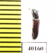 Colydium elongatum  Iran, Mazandaran prov. - INSECTS-STORE.RU