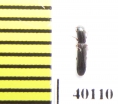 Colydium elongatum  Iran, Mazandaran prov. - INSECTS-STORE.RU