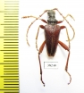 Akimerus schaefferi  Russia, Voronezh reg. - INSECTS-STORE.RU