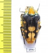 Coilodera formosana  Taiwan - INSECTS-STORE.RU