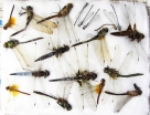 Odonata sp.  Russia, Tver reg. - INSECTS-STORE.RU