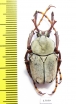 Dicronocephalus wallichi bourgoini  Taiwan - INSECTS-STORE.RU