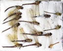 Odonata sp.  Russia, Astrakhan reg. - INSECTS-STORE.RU