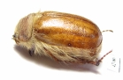 Sparrmannia sp.  Namibia - INSECTS-STORE.RU