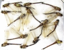 Odonata sp.  Russia, Astrakhan reg. - INSECTS-STORE.RU