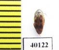 Orchesia ? undulata  Iran, Mazandaran prov. - INSECTS-STORE.RU