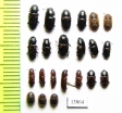 Nitidulidae sp.  Russia, Tver reg. - INSECTS-STORE.RU