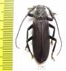 Prioninae sp.  South Africa Rep. - INSECTS-STORE.RU