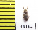 Corticus celtis  Italy - INSECTS-STORE.RU
