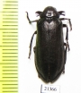 Rhipiceridae sp.  Zambia - INSECTS-STORE.RU