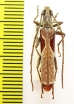 Uracanthus ? triangularis  Australia - INSECTS-STORE.RU