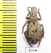 Curculionidae sp.  Zambia - INSECTS-STORE.RU