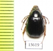 Phytholaema dilutipes  Chile - INSECTS-STORE.RU
