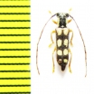 Menesia sulphurata  Russia, Tuva reg. - INSECTS-STORE.RU