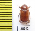 Brenskea coronata  Uzbekistan - INSECTS-STORE.RU