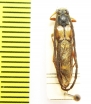 Hesthesis plorator  Australia - INSECTS-STORE.RU
