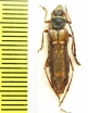 Hesthesis plorator  Australia - INSECTS-STORE.RU