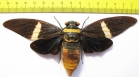 Tosena depicta  Indonesia, Sumatra 150mm - INSECTS-STORE.RU