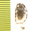 Ancita marginicollis  Australia - INSECTS-STORE.RU